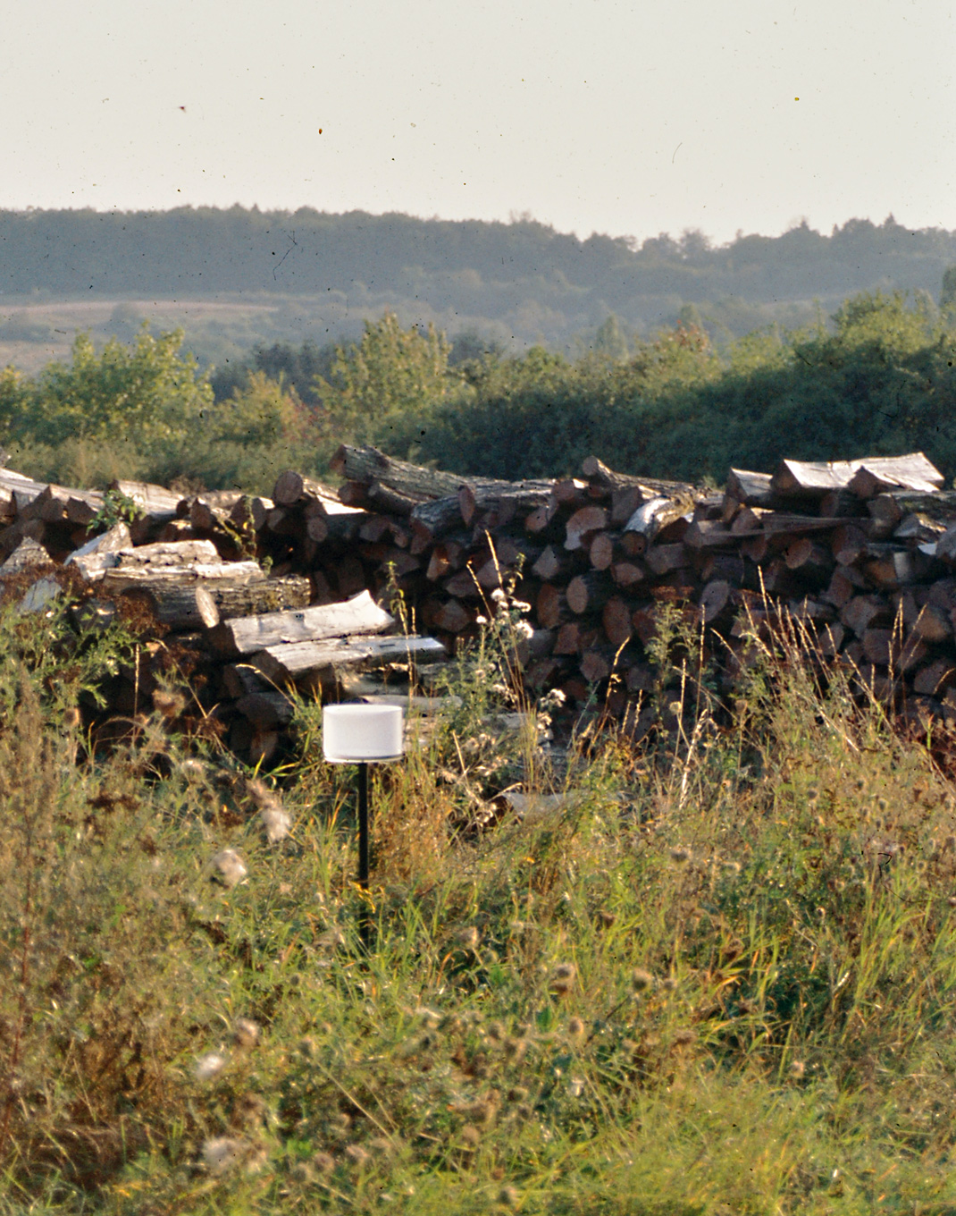 The Raven - sorrow The Raven - sorrow