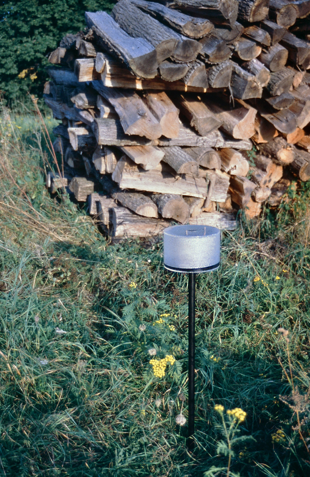 The Raven - sorrow The Raven - sorrow